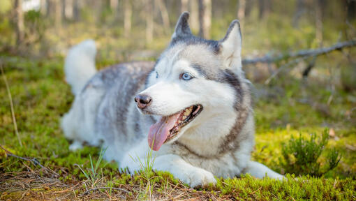 Large best sale working dogs